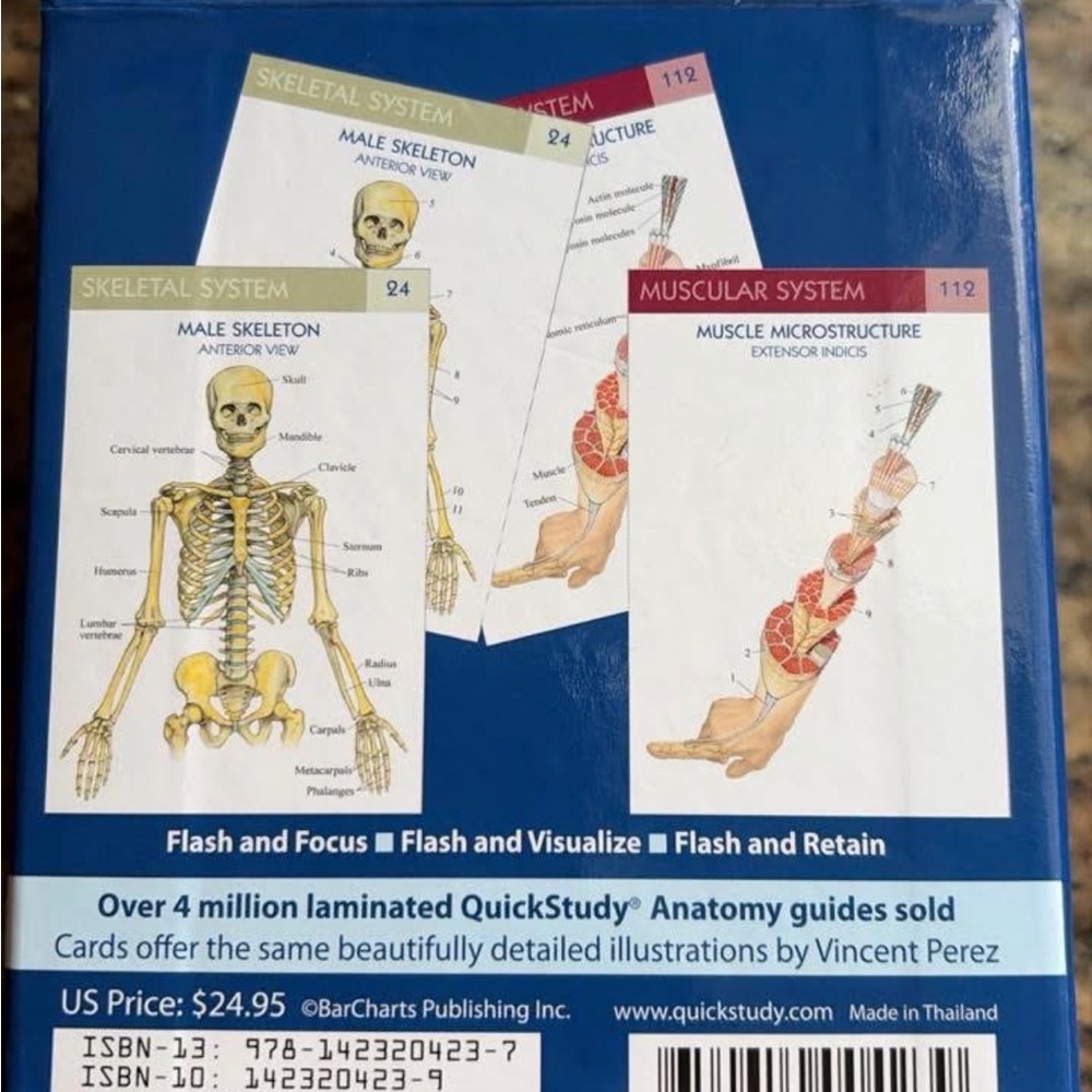Anatomy Flash Cards - Picture 3 of 4